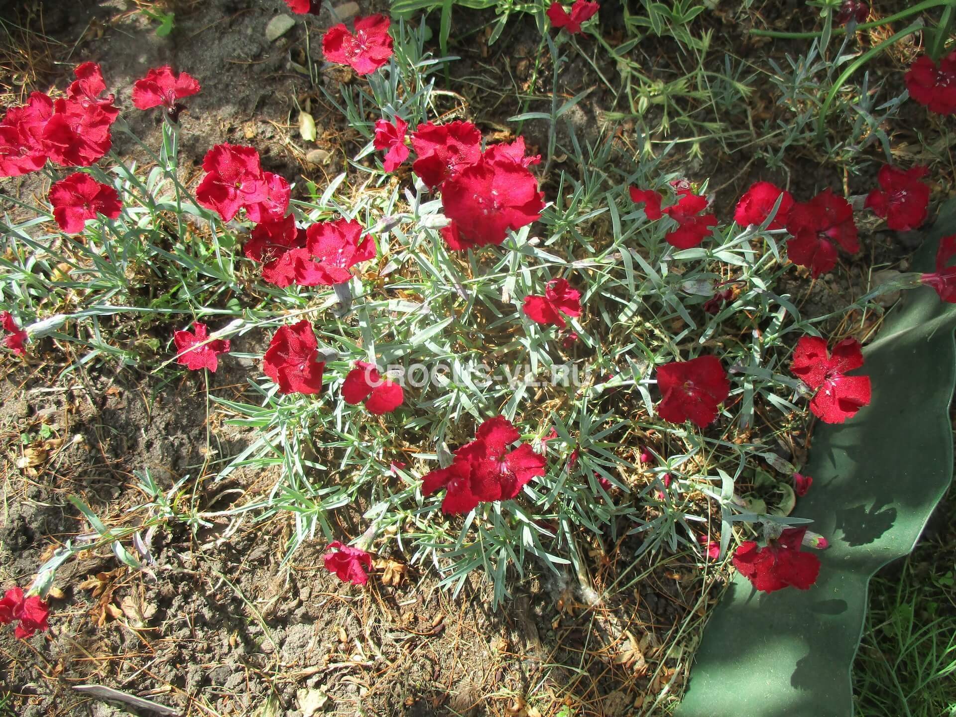 Гвоздика серовато-голубая «Рубин» Гвоздика серовато-голубая «Рубин»